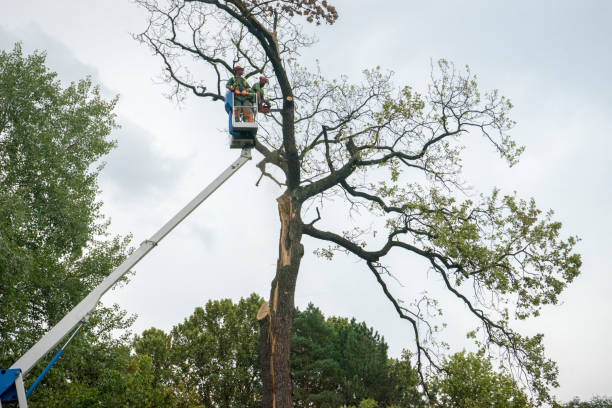 Best Aeration Services  in Oil City, PA