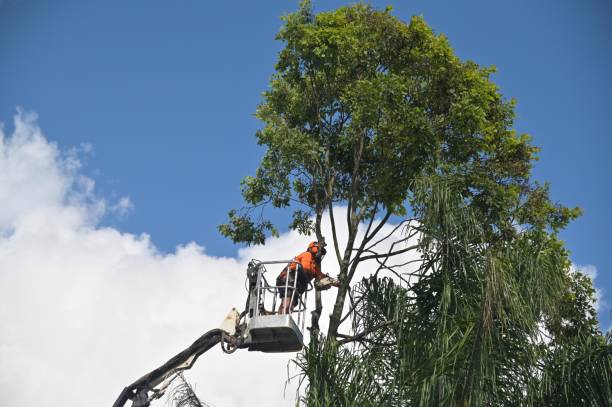 Professional Tree Care in Oil City, PA