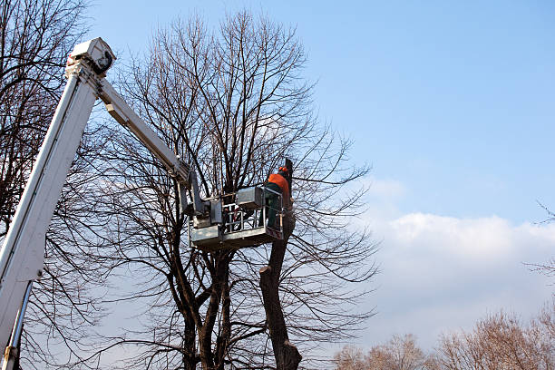 Best Tree Maintenance Programs  in Oil City, PA
